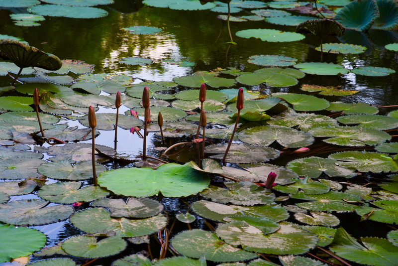 floating on water, algae, water lily, lupin, lilly pads, plant, lily, growth, acanthaceae, no people, flower, green color, nature, hanoi, vietnam, outdoors