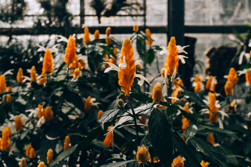 nature, no people, close-up, flowering plant, flower head, freshness, plant part, botanic, planter, botanic garden, plant, leaf, vase, petal, focus on foreground