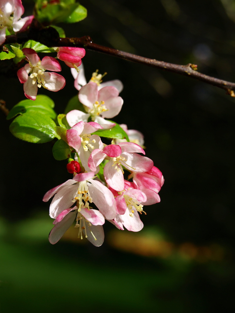 branch, pink, pollen, nuture, vulnerability, spring, close-up, new growth, blossom, fragility, delicate, fresh start, tree, hope, seasonal, inflorescence