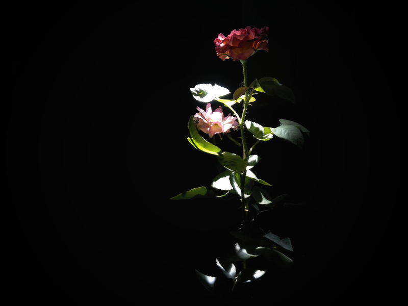 cut out, peony, geranium, acanthaceae, art, copy space, ikebana, vulnerability, flower arrangement, 4K, leaf, flowering plant, nature, plant, blossom