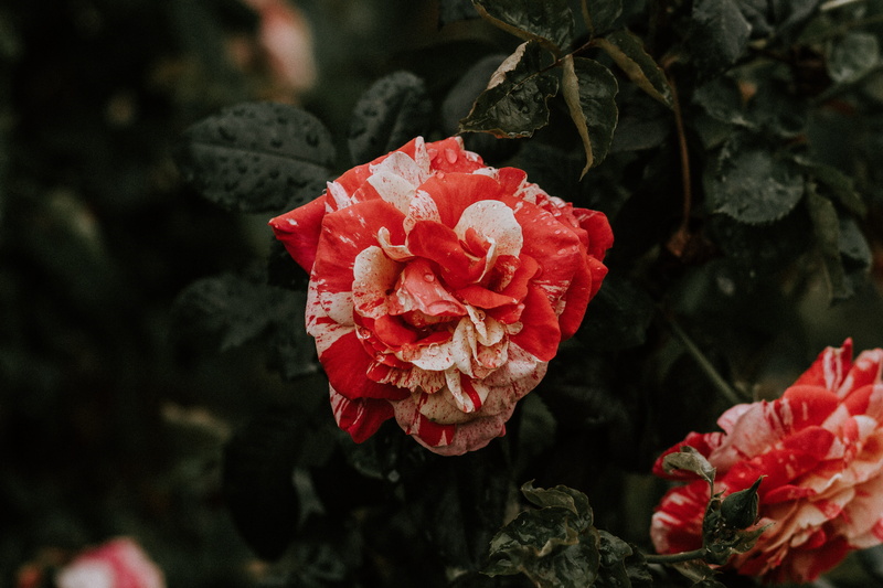 electronics, red, lcd screen, flower, inflorescence, monitor, freshness, no people, flowering plant, fruit, petal, leaf, peony, growth, velvet, focus on foreground