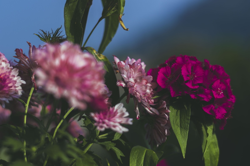 fragility, bud, flowers, nature, day, purple, daisies, vulnerability, animal, outdoors, blue, guwahti, peony, flower, bloom, close-up, flower bouquet, acanthaceae