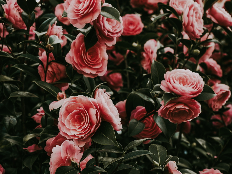 beauty in nature, plant part, flowering plant, peony, flower arrangement, geranium, plant, flowers, inflorescence, petal, tulip, day, outdoors, roses, blossom