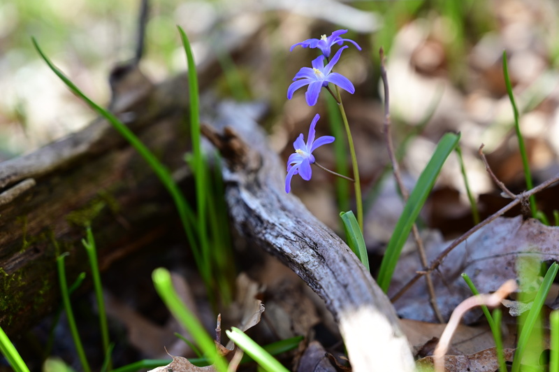 purple, growth, selective focus, flower head, aquilegia, petal, close-up, blue flower, branch, amaryllidaceae, orchard lake, mi, outdoors, fragility, acanthaceae
