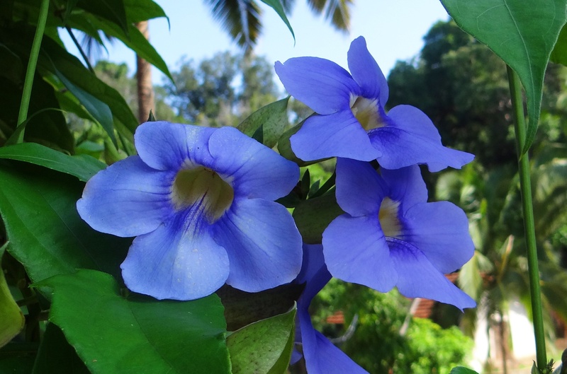 flowering plant, blue trumpet vine, plant part, jog falls, growth, freshness, 2K, vulnerability, flower, focus on foreground, petal, neel lata, leaf, blue