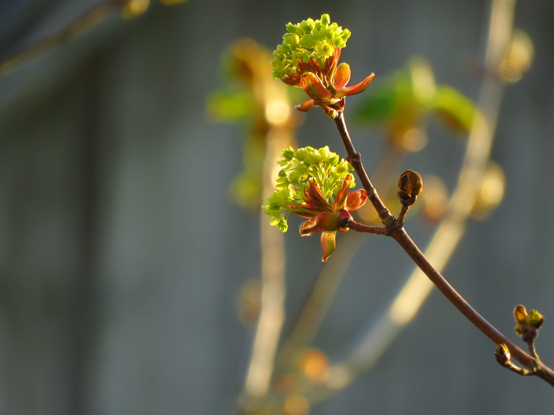 beauty in nature, tree, acanthaceae, invertebrate, focus on foreground, leaf, outdoors, flower, green, sprout, geranium, petal, maple tree blossom, insect