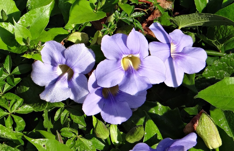 jog falls, acanthaceae, flower head, leaf, purple, flower, blue, india, blue trumpet vine, blue sky vine, bengal clock vine, inflorescence, bengal trumpet vine