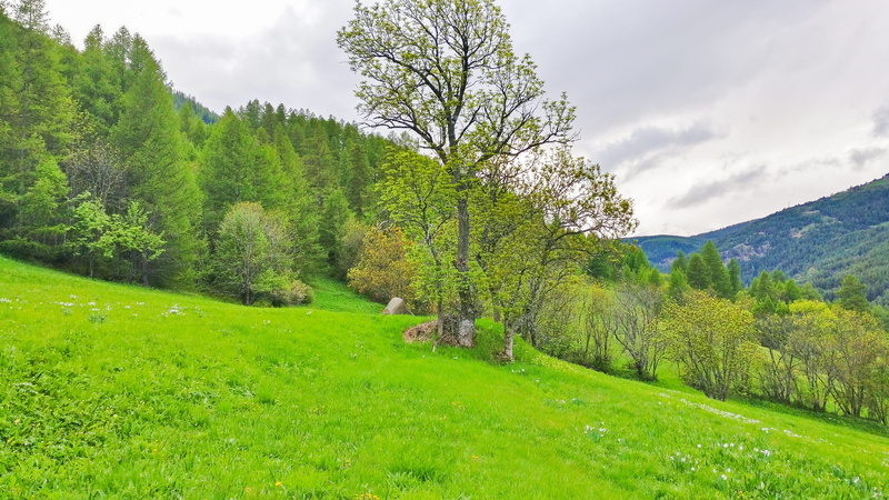 idyllic, tree, grassland, tranquility, day, pine tree, grass, outdoors, 4K, plant, clean, outdoor, tranquil scene, earth tones, coniferous tree