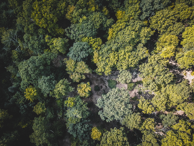 dark, lichen, aerial, bird, sunlight, backgrounds, wood, freshness, high angle view, day, nature, tranquil scene, land, forest, green, tone, eye, beauty in nature