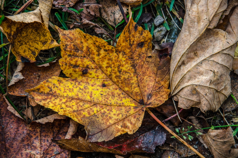 orange color, close-up, plant, no people, fall color, leaves, tree, golden yellow, autumn forest, nature, day, autumn collection, outdoors, falling, plant part