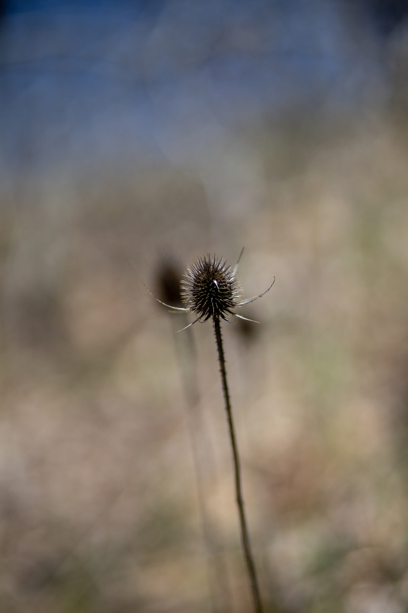 farmington hills, dead plant, fragility, flower head, outdoors, nature, spring, softness, inflorescence, spike, plant stem, growth, beauty in nature, focus on foreground