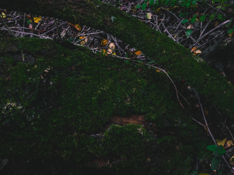 branches, environment, tree, deep, land, moss, no people, green, woods, moody, architecture, day, forest, nature, tranquil scene, field, outdoors, dark