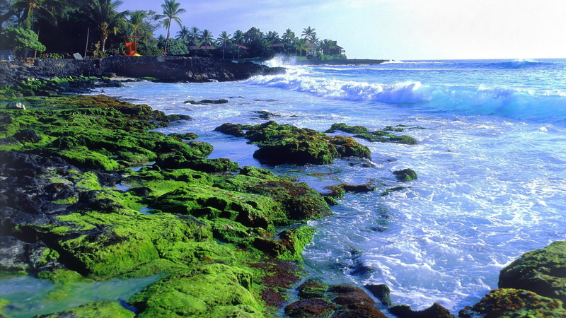 house, nature and landscapes, big, moss, isl, palms, hawaii, 1080P, kona, coast