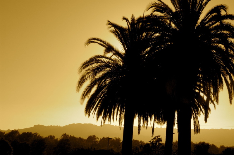plant, tropical, idyllic, travel, palm tree, beauty in nature, monochromatic, silhouette, palm, paradise, 2K, scenics - nature, sky, outdoors, tropical climate