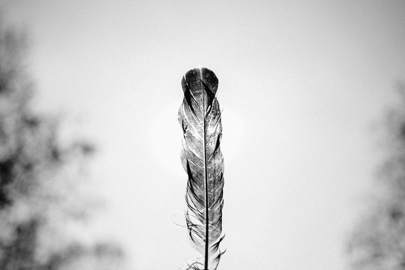 black-and-white, nature, no people, clear sky, standing, beauty in nature, focus on foreground, close-up, plant, growth, tree, copy space, branch, human representation