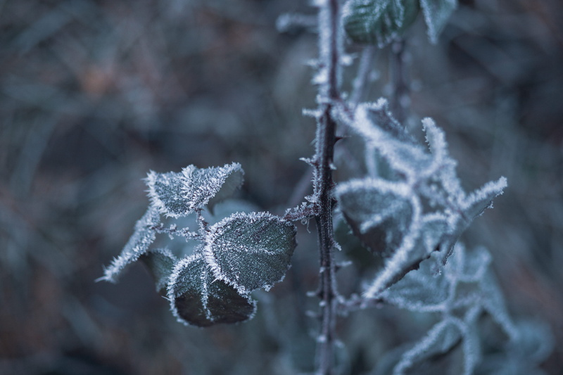 nature, white color, frozen, cold temperature, monochromatic, snowflake, 5K, ice, beauty in nature, icicle, environment, selective focus, frost, season