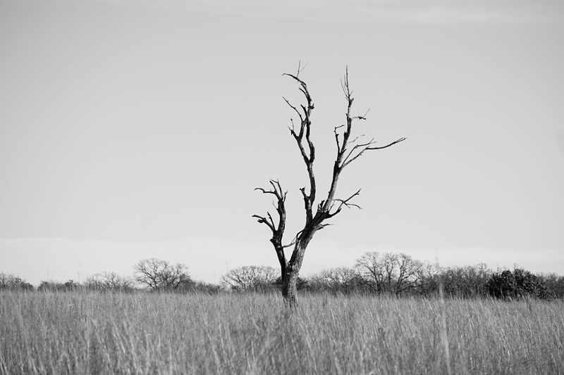 sky, tree, bare tree, united states, no people, non-urban scene, beauty in nature, 4K, nature, tranquility, alone, clear sky, tranquil scene, field, environment