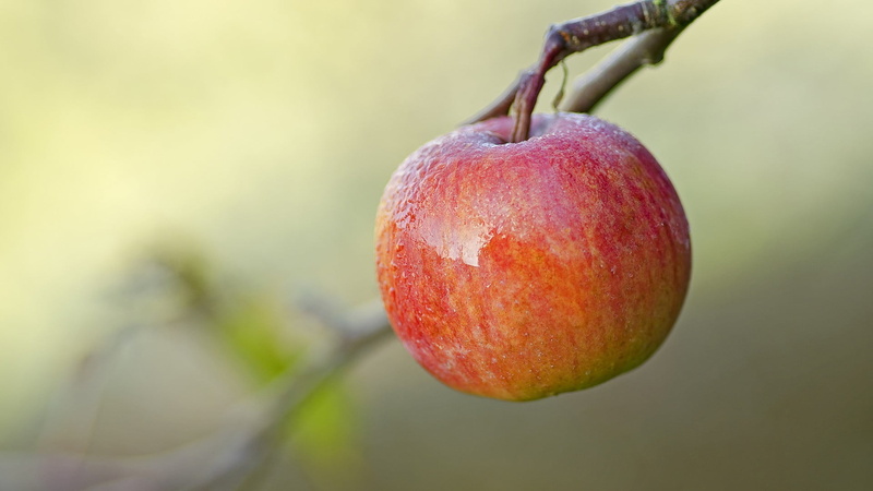 outdoors, plant stem, no people, food, wellbeing, apples, fruit, shallow, tree, day, focus on foreground, growth, red, plant, apple, close-up, 1080P, photography