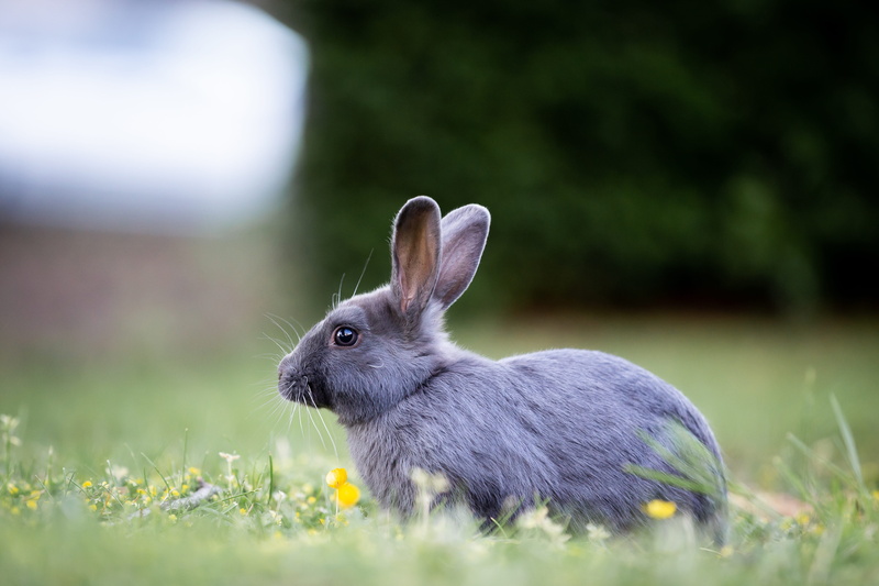 animal themes, 5K, nature, mammal, cute, animal, spring, wildlife, brown, wild, meadow, springtime, bunny, animal wildlife, focus on foreground, animals in the wild