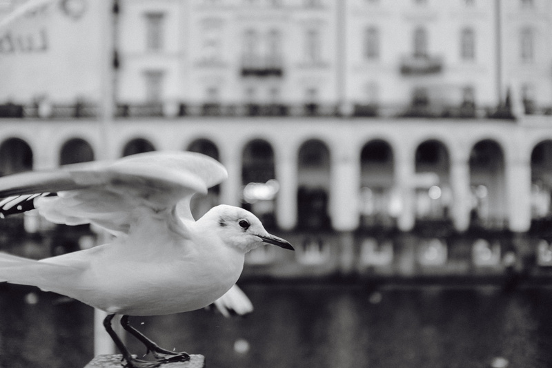close-up, germany, shallow, canal, depth, white, city, outdoors, river, no people, europe, dof, field, urban, sky, 4K, background, beauty, water, waterfront