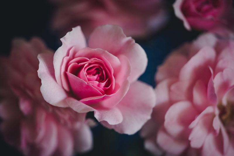 macro, petal, pink, delicate, close up, photography, blossom, beauty In Nature, garden, pink and blue, nature, summer, bouquet, shallow dof, backgrounds