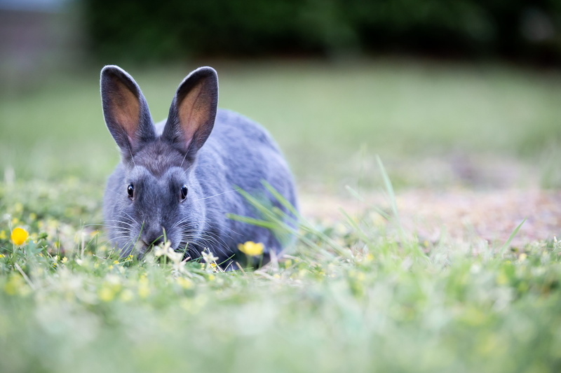 meadow, one animal, cute, rabbit, no people, 4K, grass, nature, outdoors, spring, selective focus, beauty in nature, yellow, green, rabbit - animal, domestic animals