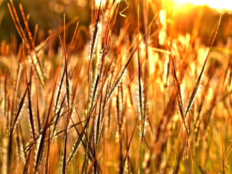 season, low, gold Colored, 2K, flower, filter, hour, agriculture, crop, countryside, point, meditative, plants, selective focus, country, no people, photo