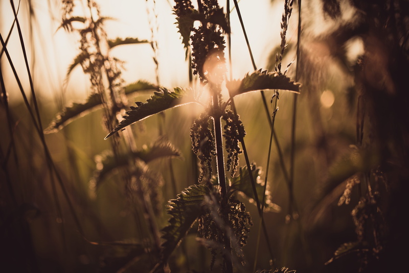 close-up, land, sunlight, field, weeds, flowers, bokeh, united kingdom, golden, sunset, tranquility, growth, selective focus, close up, nature, countryside