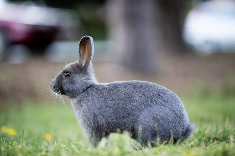 animals in the wild, animal ear, green, vertebrate, animal themes, domestic, plant, bunny, brown, herbivorous, grass, yellow, daisies, pets, focus on foreground