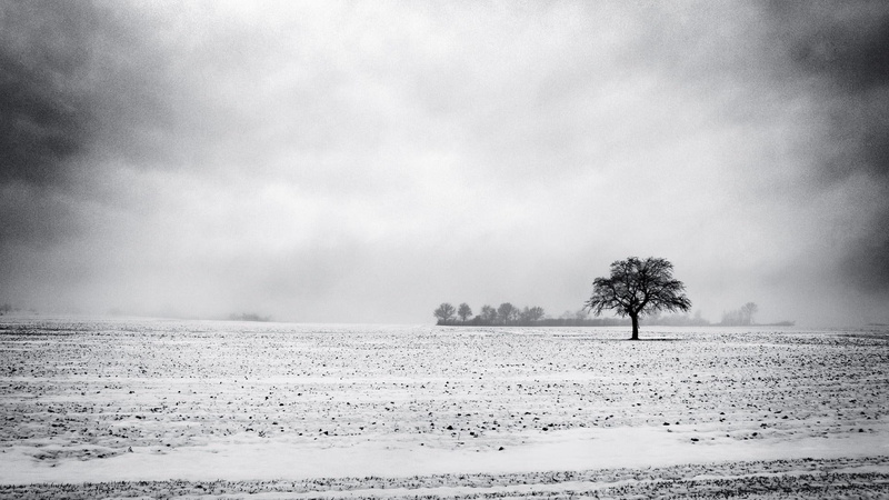 1080P, winter, black, white, nature, photo, snow, nature and landscapes, grayscale, tree