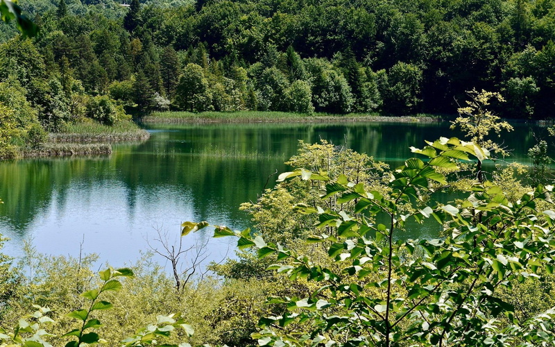croatia, nature and landscapes, trees, forest, nature, 1080P, lake, plitvice, lakes