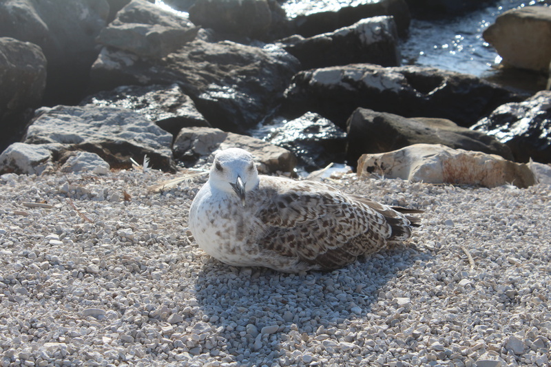 croatia, nature, animal wildlife, animal themes, focus on foreground, outdoors, day, stone - object, rovinj, pebble, land, animal, beach, seagull, 5K