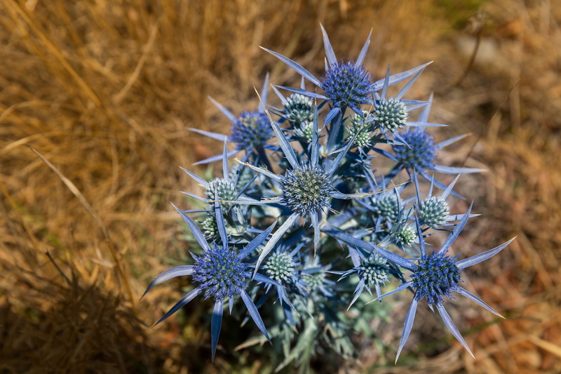 fragility, land, arid climate, istria, nature, croatia, flower, close-up, day, vulnerability, food, botany, beauty in nature, dry, focus on foreground