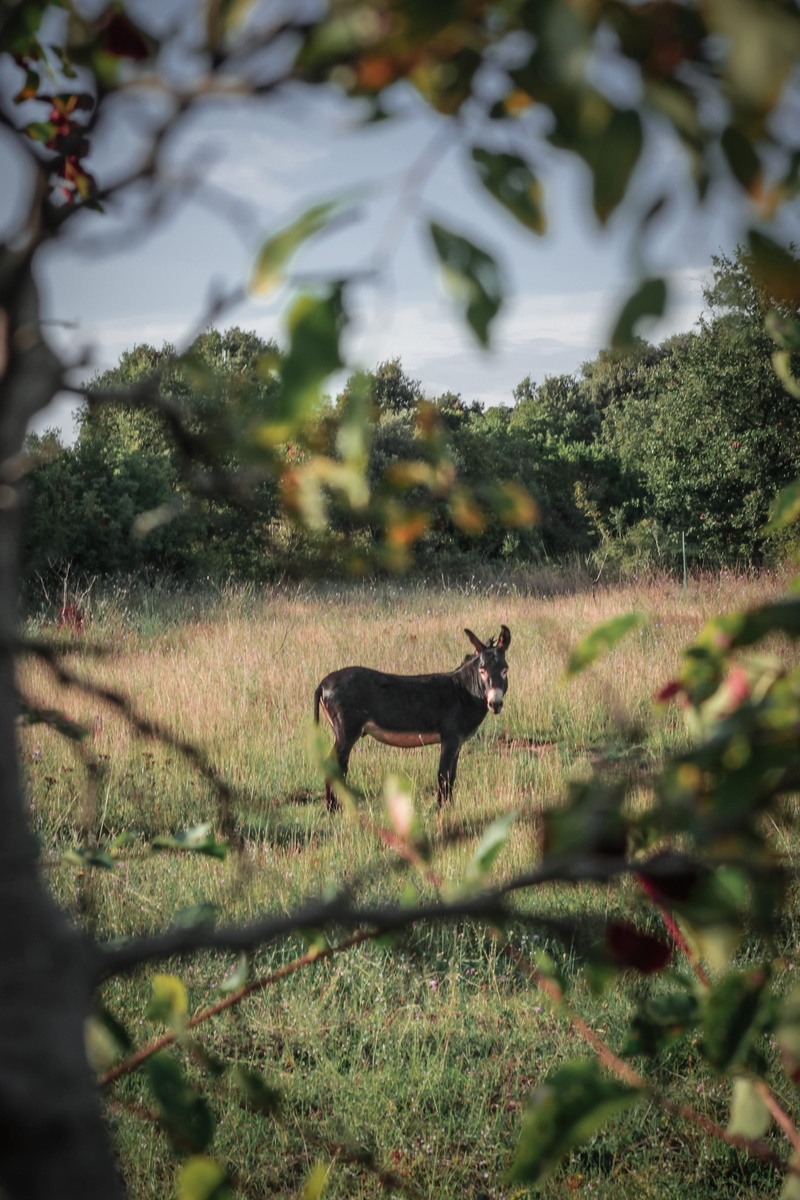 istria, animal themes, one animal, domestic animals, nature, no people, istria county, grass, pets, animal, animal wildlife, land, outdoors, selective focus
