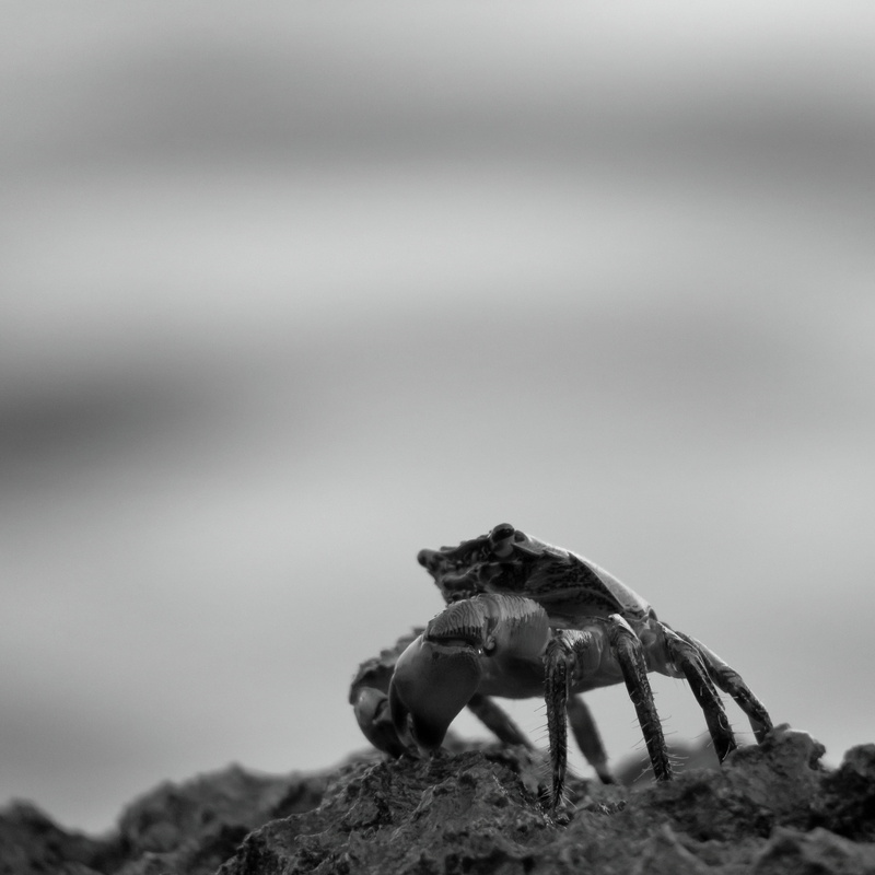 selective focus, focus on foreground, coast, crab, 2K, nature, no people, meeresbewohner, sea, close-up, rock - object, land, animal, mediterranean, animal themes