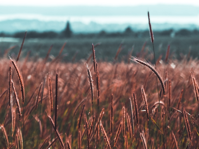 bokeh, brown, flora, day, field, hd, croatia, outdoors, agriculture, 4K, nature, close-up, tranquility, sky, environment, non-urban scene, land