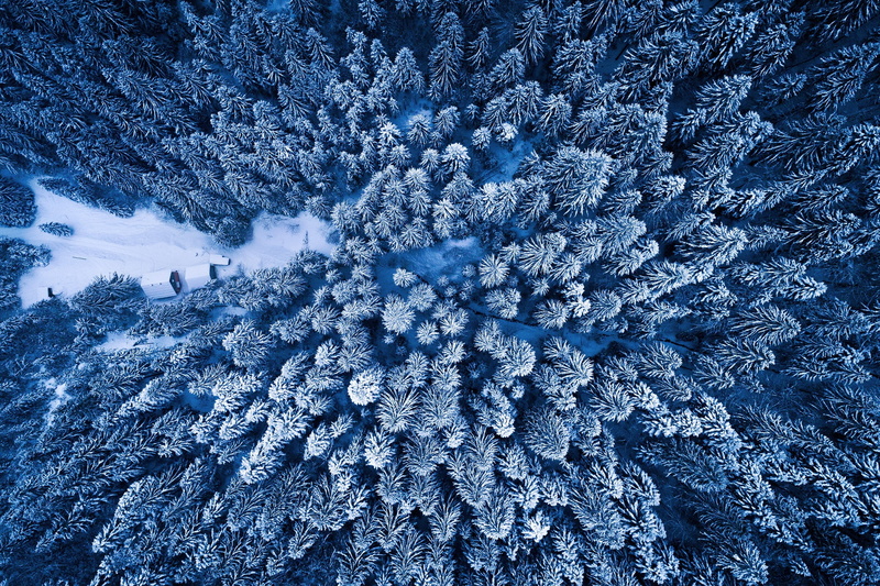 forest, Adnan Bubalo, 1080P, the view from the top, winter
