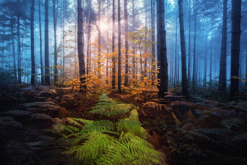 the sun, trees, forest, light, Adnan Bubalo, nature, fern, autumn, 1080P, fog, rays