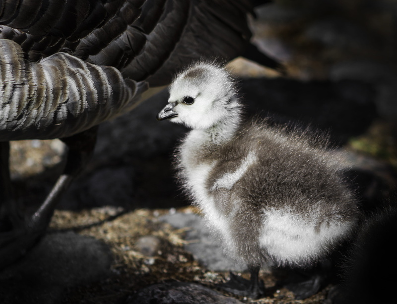 baby, animal themes, children, wilde, duck, vertebrate, one animal, gosling, young bird, 4K, goose, day, outdoors, young animal, no people, animals in the wild