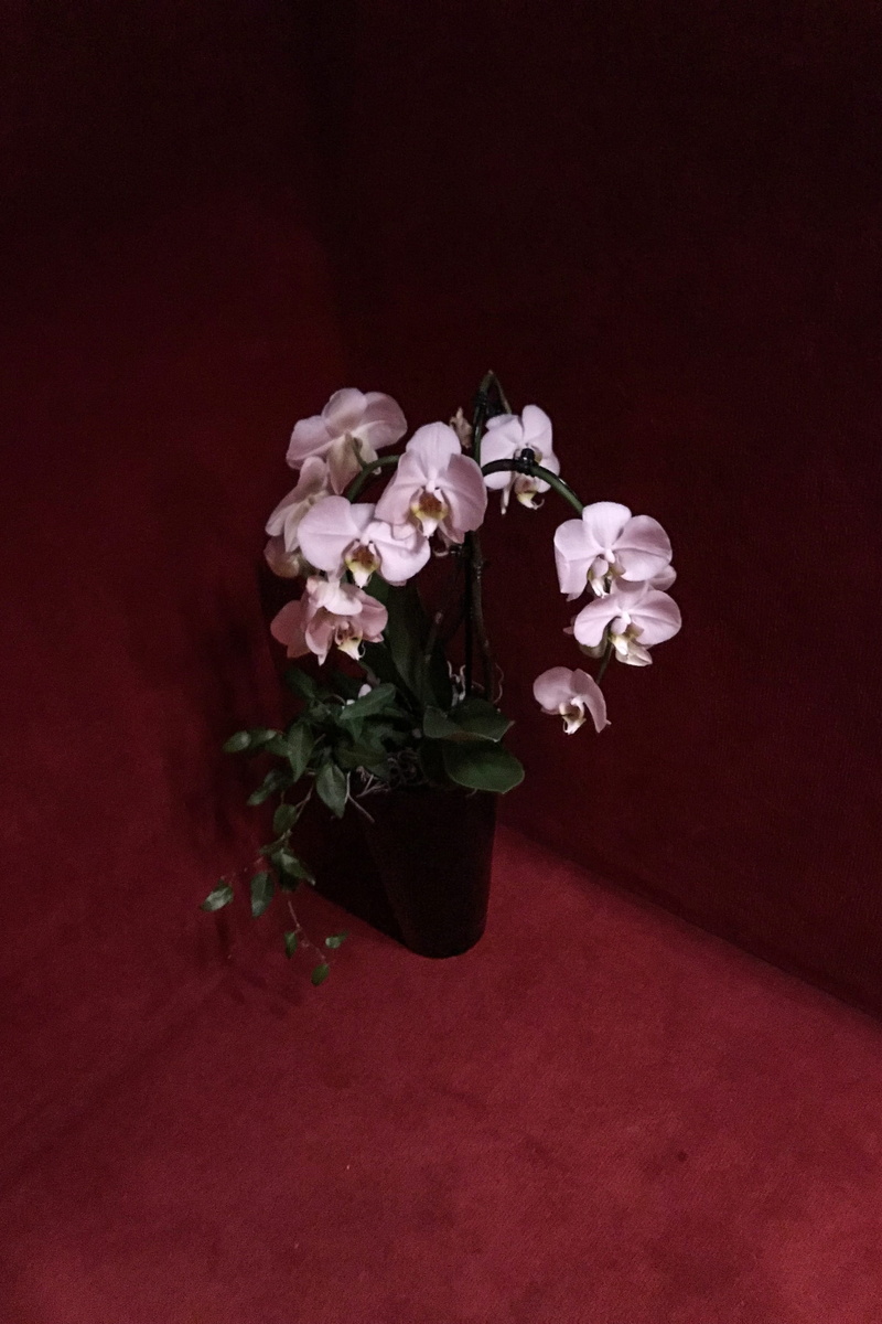 plant, indoors, nature, flower arrangement, no people, 4K, freshness, pink color, vulnerability, fragility, petal, colored background, red, white color
