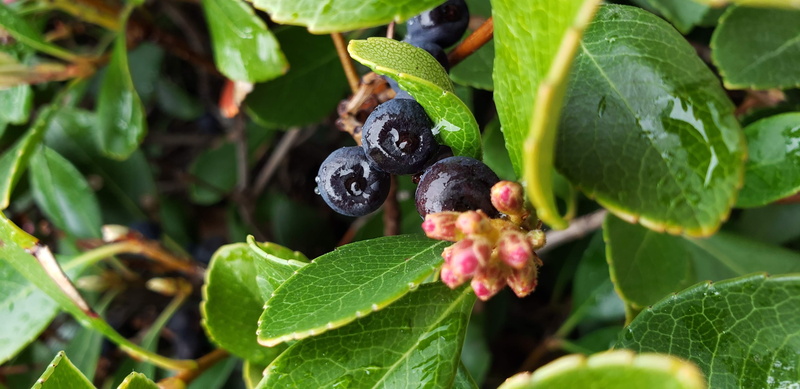 green color, food, plum, blueberry, hibiscus, leaf, pollen, vine, animal themes, droplet, nature, outdoors, ripe, close-up, plant, healthy eating, blossom