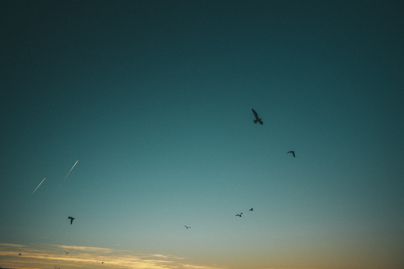 mid-air, mediterranean, skyscape, sunrise, animals in the wild, croatia, animal wildlife, animal, eagle, seagul, group of animals, sky, seaguls, vertebrate