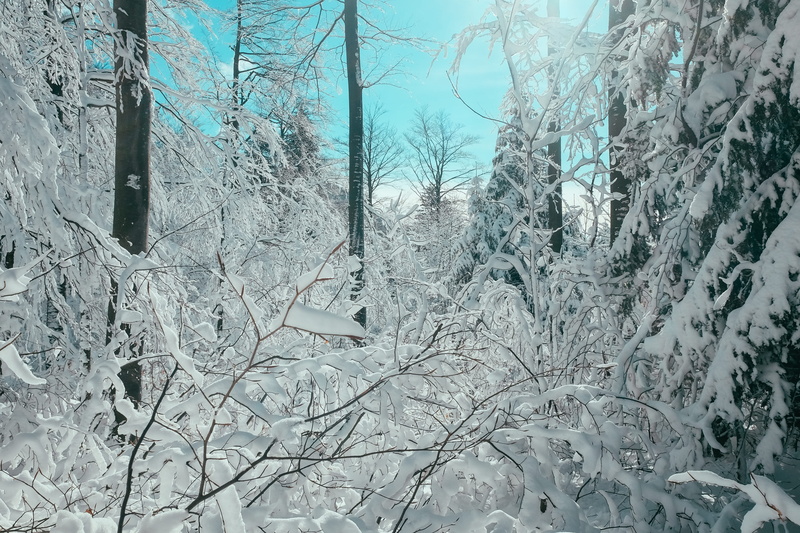 snowing, winter wonderland, frozen, fujifilm, tree trunk, xmas, winter, christmas, tree, x70, trees, platak, 4K, beauty in nature, croatia, outdoors, nature