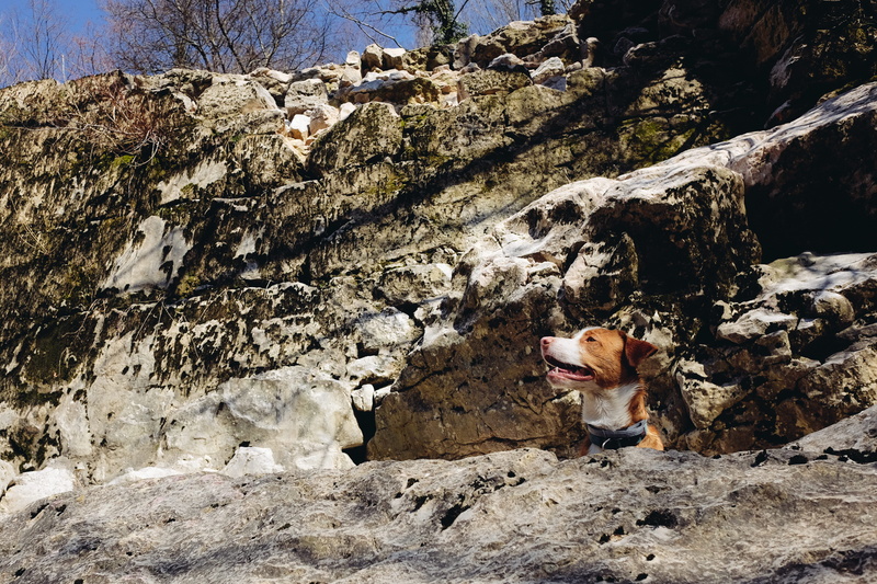 domestic animals, day, no people, spring, pet, dog, rock, animal, rock - object, animals, dogs, vertebrate, canine, 4K, croatia, rijeka, summer, tree