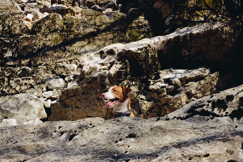 mammal, high angle view, summer, mountains, rock - object, dogs, rijeka, one animal, pets, domestic, puppy, spring, 4K, hiking, dog, pet, vertebrate, canine
