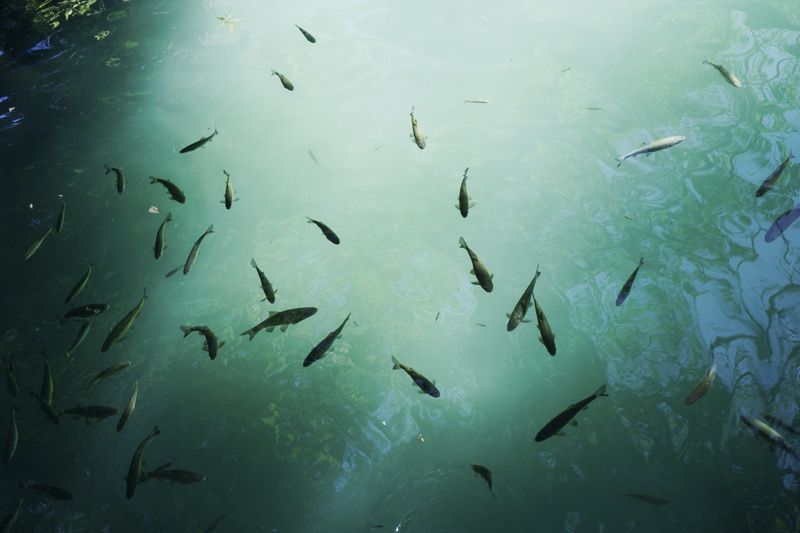 undersea, large group of animals, animal themes, group of animals, animals in the wild, water, no people, adventure, krka national park, swimming, animal