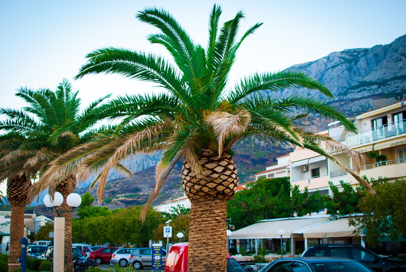 day, sky, luxury, nature, building exterior, travel destinations, palm tree, built structure, city, palm leaf, holidays, tropical climate, tourist resort