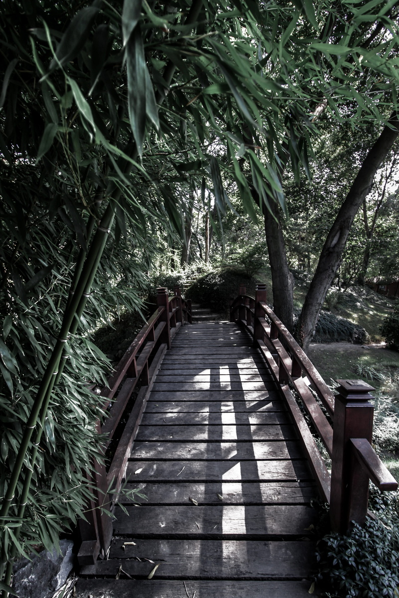filmic, day, architecture, lush foliage, boardwalk, no people, wood - material, jevremovac, scenic, botany, garden, tree, botanical garden, outdoors, palilula