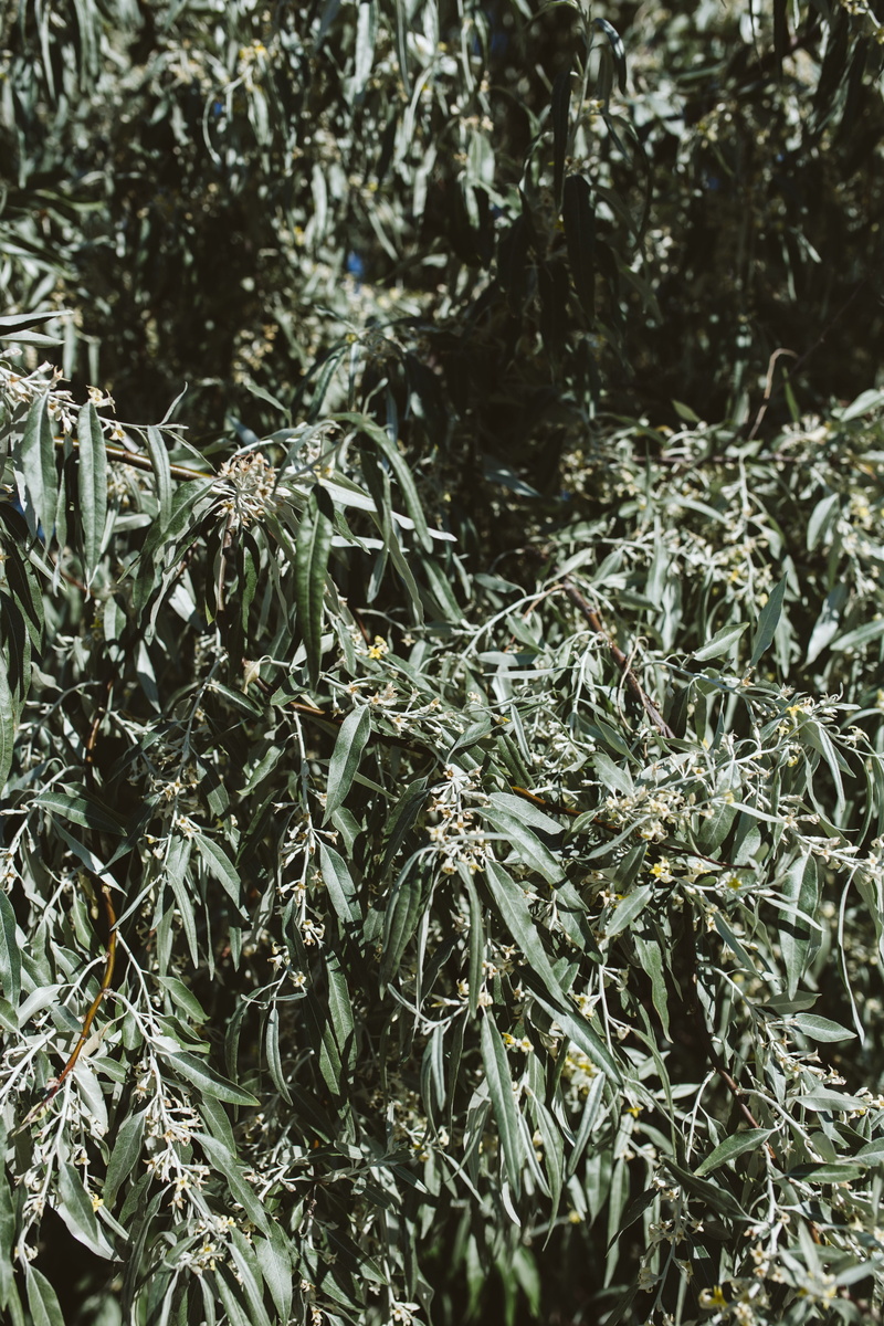 plant part, seaside, tree, coniferous tree, land, green color, close, full frame, bulgaria, no people, outdoors, day, fir tree, backgrounds, balkan, growth