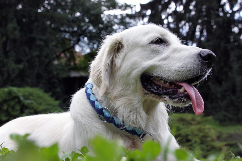 domestic, animal tongue, pets, mouth, animal mouth, close-up, mammal, animal body part, collar, tree, domestic animals, panting, looking, no people, canine
